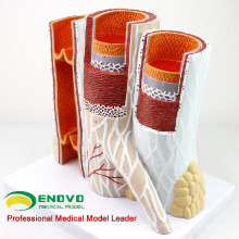 HEART16(12492) Artery & Vein Structure Anatomical Model for Medical Science